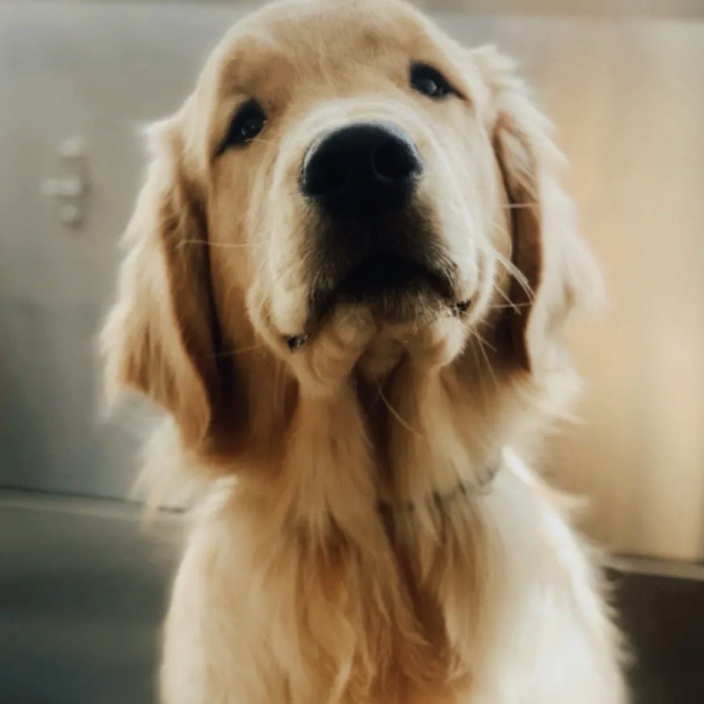 Cão a tomar banho