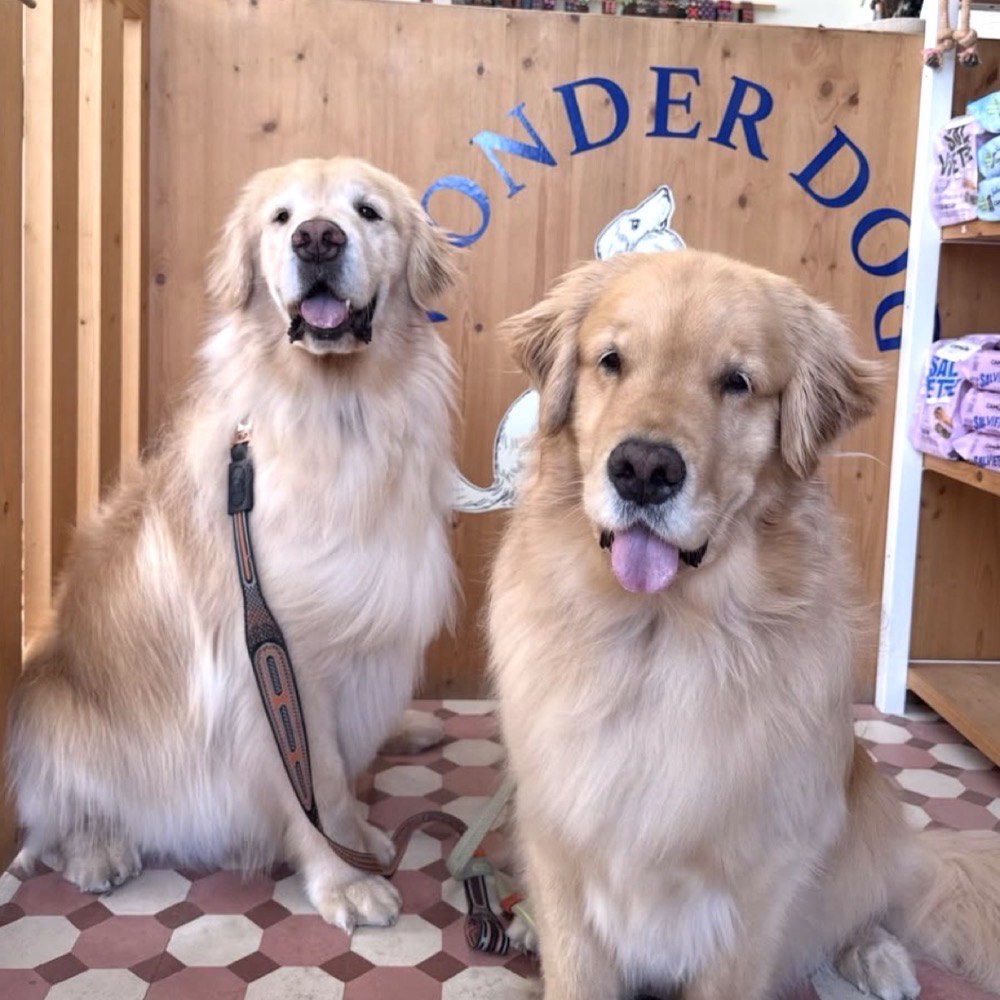 Cão depois da tosquia à raça