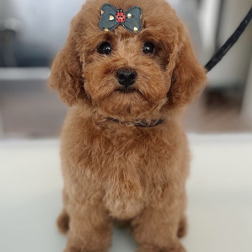 Poodle depois da tosquia na Wonder Dog