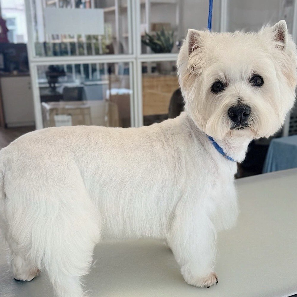 Cão após tosquia higiénica