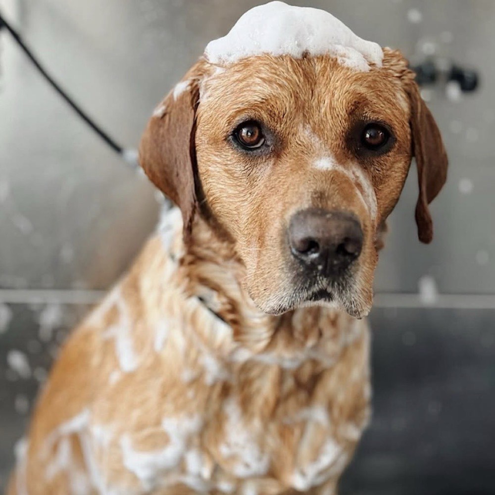Cão após tosquia higiénica