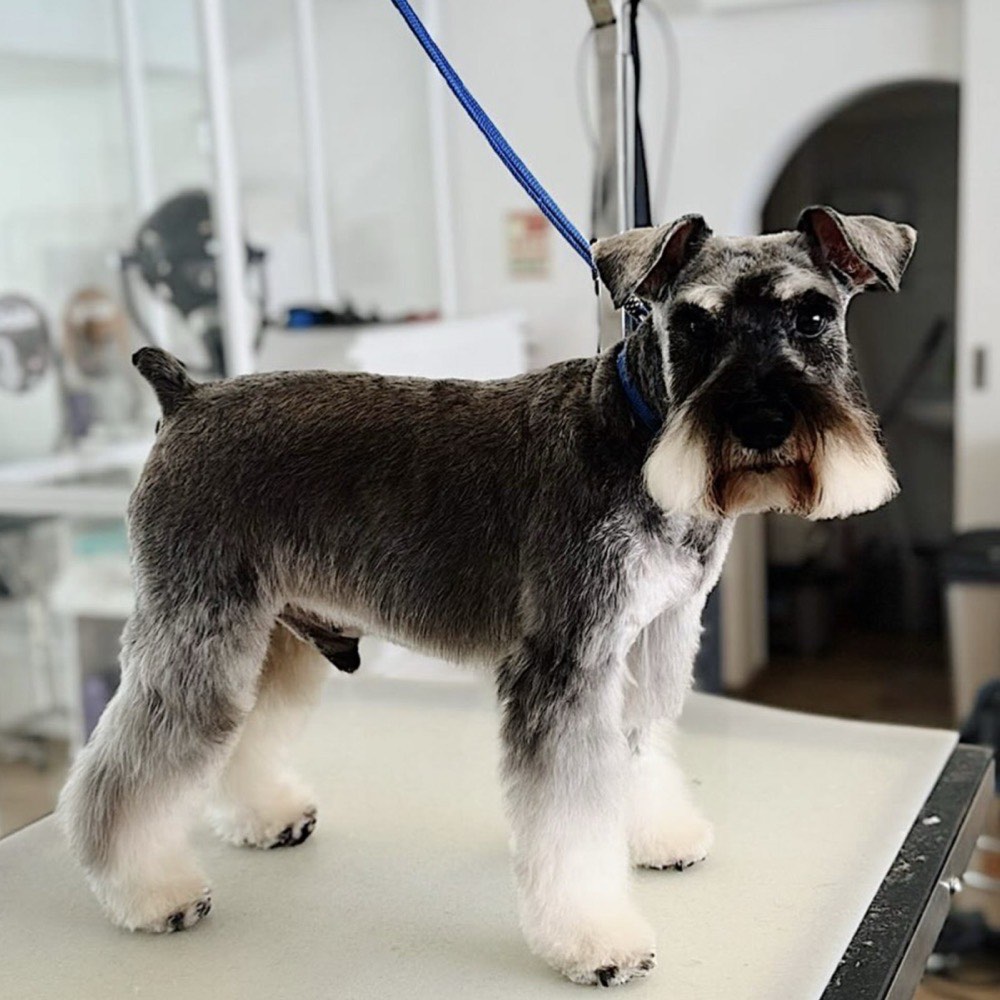 Cão com pelo hidratado