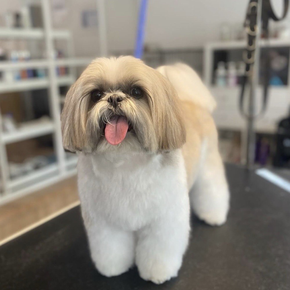 Cão com corte de manutenção na Wonder Dog