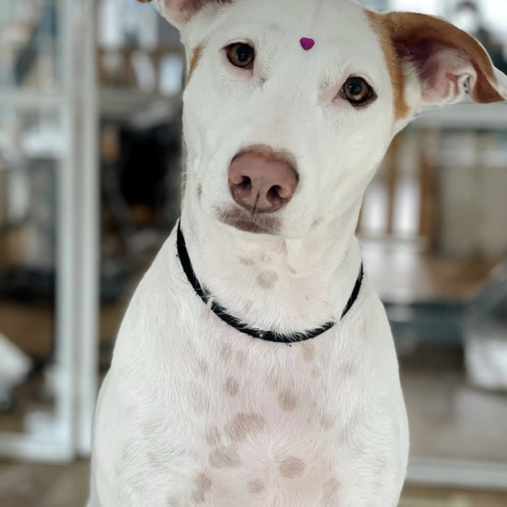 Cão de pelo comprido escovado