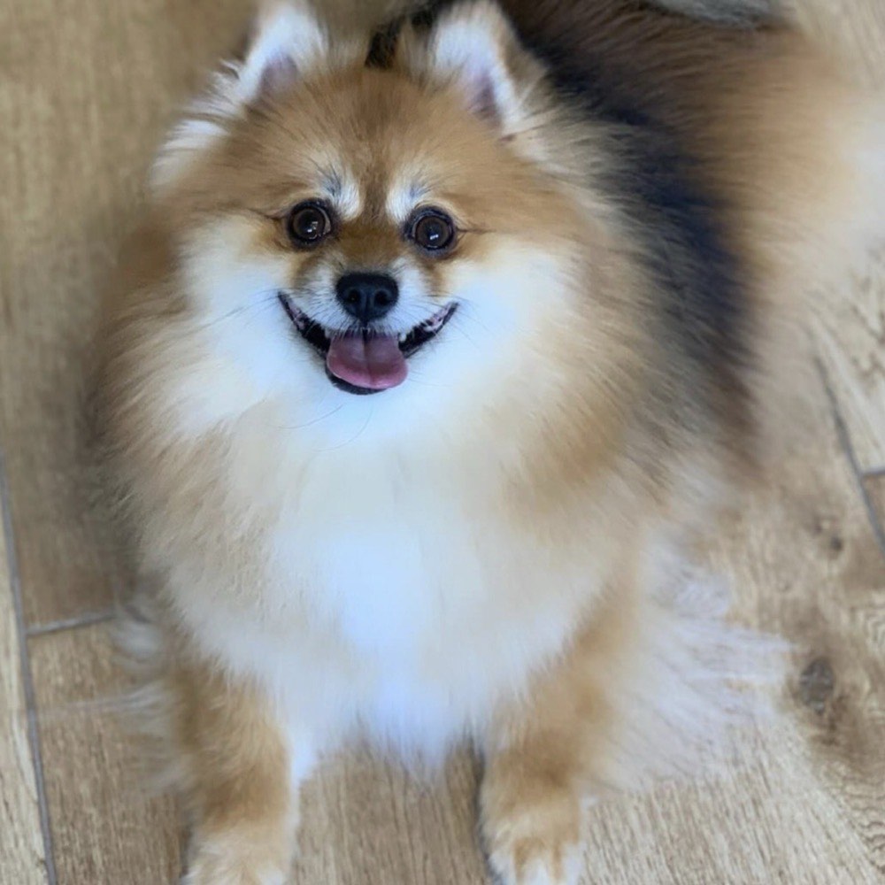Cão com pelo hidratado e brilhante na Wonder Dog