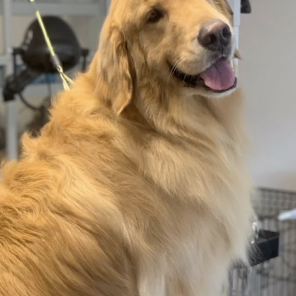 Cão a passear