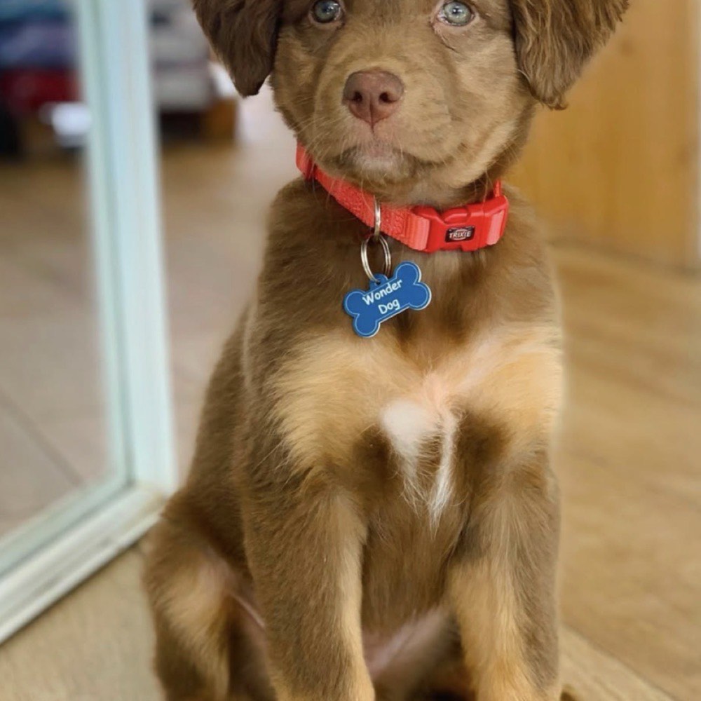 Cão após tosquia higiénica