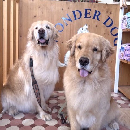 Patudo tratado na Wonder Dog