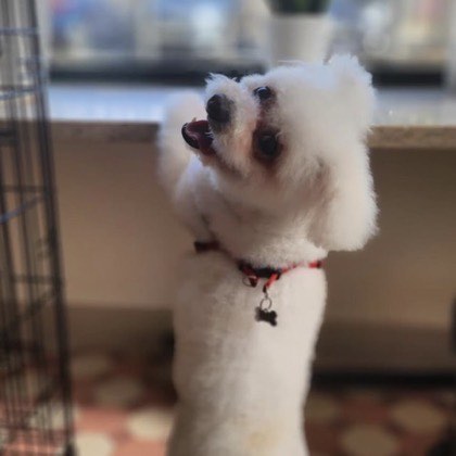 Patudo tratado na Wonder Dog