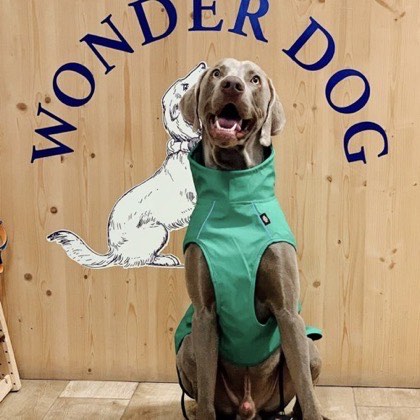 Patudo tratado na Wonder Dog
